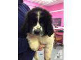 Newfoundland Puppy for sale in NEVADA, OH, USA