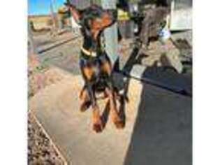 Doberman Pinscher Puppy for sale in Yoder, CO, USA
