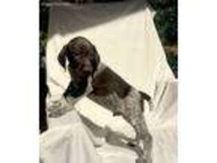 German Shorthaired Pointer Puppy for sale in Ideal, GA, USA