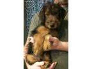 Airedale Terrier Puppy for sale in Fyffe, AL, USA
