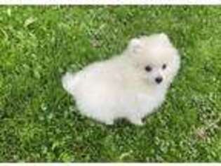 Pomeranian Puppy for sale in Sacramento, CA, USA