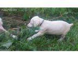 Doberman Pinscher Puppy for sale in Roanoke, VA, USA
