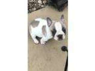 French Bulldog Puppy for sale in New Market, IA, USA