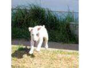 Bull Terrier Puppy for sale in Monterey, CA, USA
