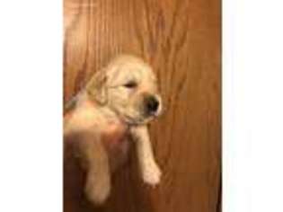 Golden Retriever Puppy for sale in Fall Creek, WI, USA