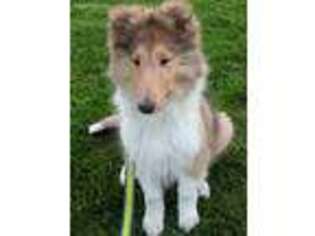 Collie Puppy for sale in Woodland, PA, USA