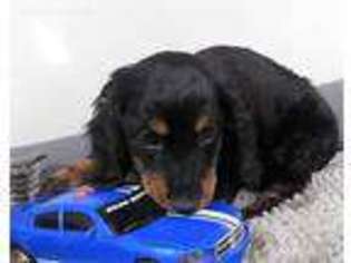 Dachshund Puppy for sale in Pomona, MO, USA