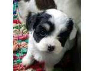 Havanese Puppy for sale in Cleburne, TX, USA