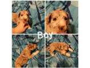 Great Dane Puppy for sale in Toledo, OH, USA
