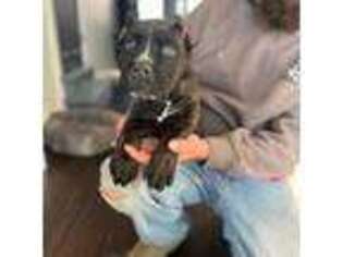 Cane Corso Puppy for sale in Beaver Crossing, NE, USA