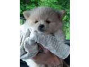 Pomeranian Puppy for sale in Bliss, NY, USA