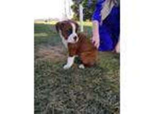 Boxer Puppy for sale in Arthur, IL, USA