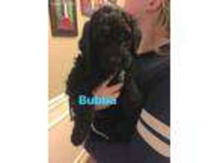 Saint Berdoodle Puppy for sale in Snohomish, WA, USA