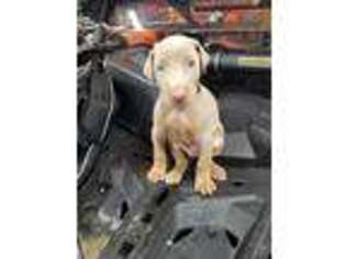 Doberman Pinscher Puppy for sale in Normalville, PA, USA