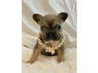 French Bulldog Puppy for sale in Silver Spring, MD, USA