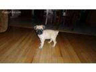 Pug Puppy for sale in Robesonia, PA, USA