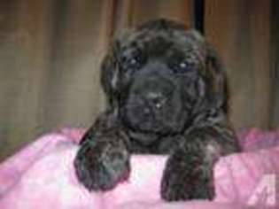 Mastiff Puppy for sale in COLLEGE STATION, TX, USA