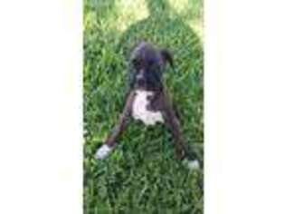 Boxer Puppy for sale in Damon, TX, USA