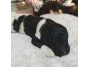 Mutt Puppy for sale in Marana, AZ, USA