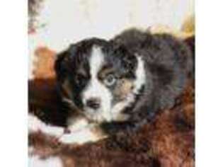 Miniature Australian Shepherd Puppy for sale in El Dorado, KS, USA