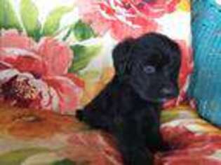 Portuguese Water Dog Puppy for sale in Fleming, CO, USA