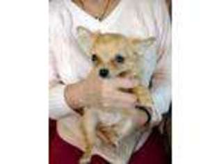 Chihuahua Puppy for sale in Rensselaer, IN, USA