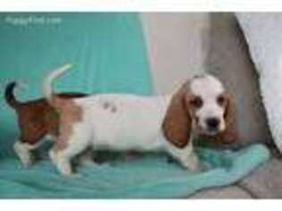 Basset Hound Puppy for sale in Pingree, ID, USA