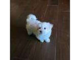 Maltese Puppy for sale in Terrell, TX, USA
