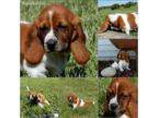 Basset Hound Puppy for sale in Cairo, MO, USA