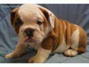 Bulldog Puppy for sale in Winchester, OH, USA
