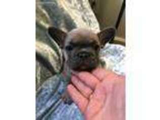 French Bulldog Puppy for sale in Parkersburg, WV, USA
