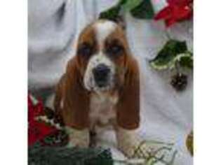 Basset Hound Puppy for sale in Weaubleau, MO, USA