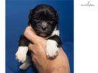 Mal-Shi Puppy for sale in San Antonio, TX, USA