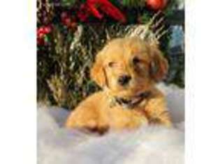 Goldendoodle Puppy for sale in Middleburg, PA, USA