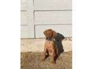 Vizsla Puppy for sale in Eagle, ID, USA
