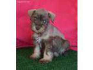 Mutt Puppy for sale in Seagraves, TX, USA