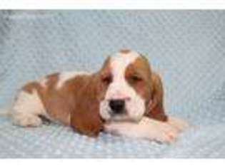 Basset Hound Puppy for sale in Joice, IA, USA