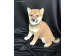 Shiba Inu Puppy for sale in Joplin, MO, USA