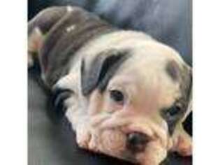 Bulldog Puppy for sale in Albuquerque, NM, USA