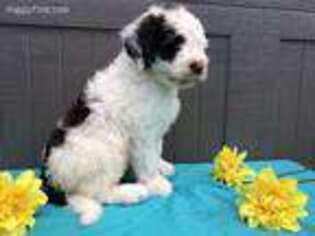 Portuguese Water Dog Puppy for sale in East Earl, PA, USA