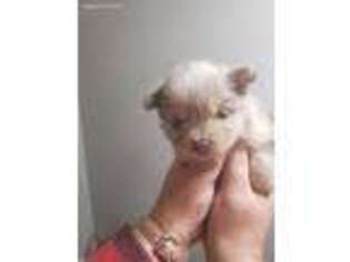 Pomeranian Puppy for sale in Corbin, KY, USA