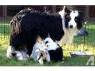 Border Collie Puppy for sale in TRABUCO CANYON, CA, USA