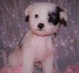 Chinese Crested Puppy for sale in Charlotte, NC, USA