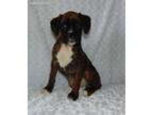 Boxer Puppy for sale in Finley, OK, USA
