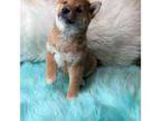 Shiba Inu Puppy for sale in Thomaston, GA, USA