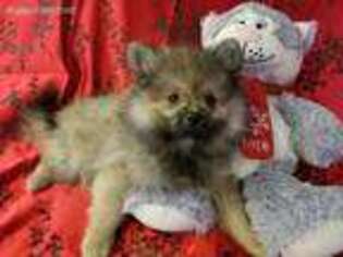 Pomeranian Puppy for sale in Mexico, NY, USA