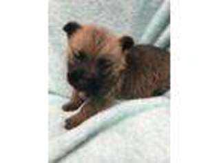 Cairn Terrier Puppy for sale in Columbus, OH, USA