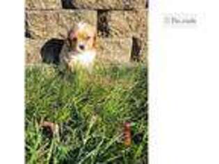 Cavalier King Charles Spaniel Puppy for sale in Fort Wayne, IN, USA