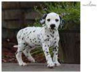 Dalmatian Puppy for sale in Springfield, MO, USA