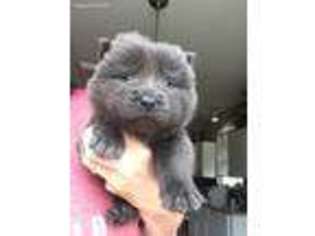 Chow Chow Puppy for sale in Omaha, NE, USA